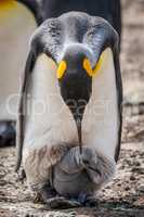 King penguin bending over to preen chick
