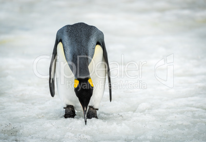 King penguin bending to peck at ice