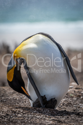 King penguin bending to preen on beach