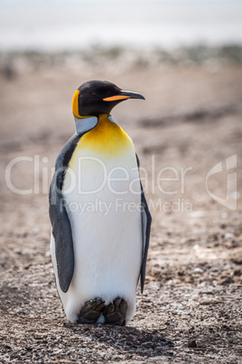King penguin casting shadow on shingle beach