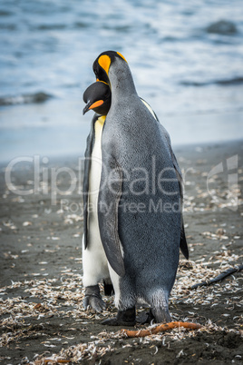 King penguin gently leaning body against another