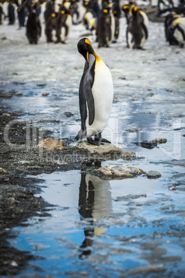 King penguin in rookery reflected in pool