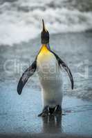 King penguin looking up on wet beach