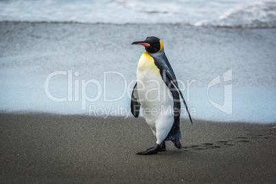 King penguin leaving footprints on wet beach