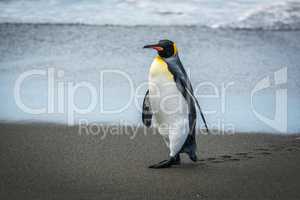 King penguin leaving footprints on wet beach