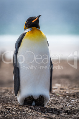 King penguin on beach with sea behind