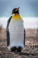King penguin on beach with sea behind