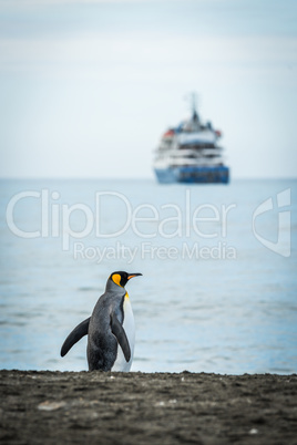 King penguin on beach with ship behind