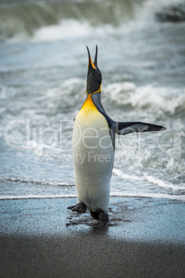 King penguin squawking on beach at waterline