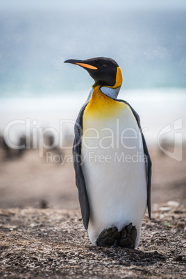 King penguin on shingle beach with ocean behind