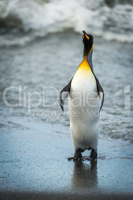 King penguin stretching out flippers on beach