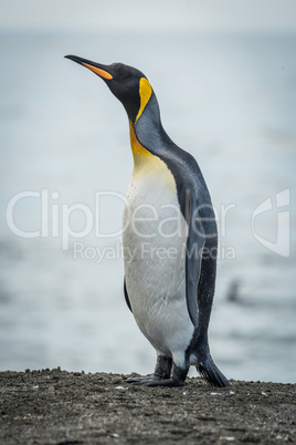 King penguin stretching neck on sandy beach