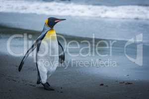 King penguin walking on beach beside ocean