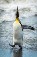 King penguin with head up at waterline