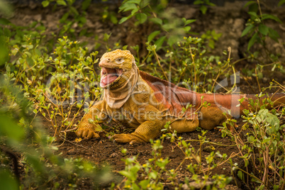Land iguana with open mouth among bushes