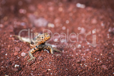Lava lizard on beach looking at camera