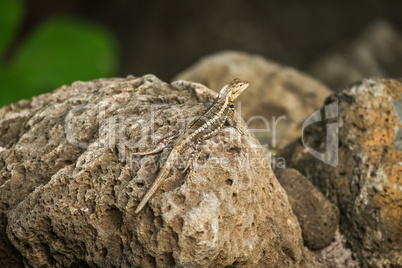 Lava lizard perched on brown volcanic rock