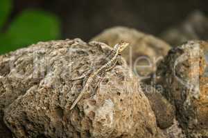 Lava lizard perched on brown volcanic rock
