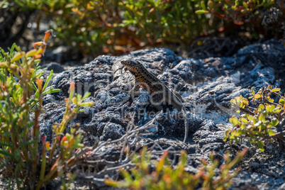 Lava lizard perched on rock in undergrowth