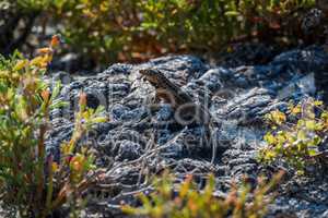 Lava lizard perched on rock in undergrowth