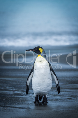 Lone penguin walking along wet sandy beach