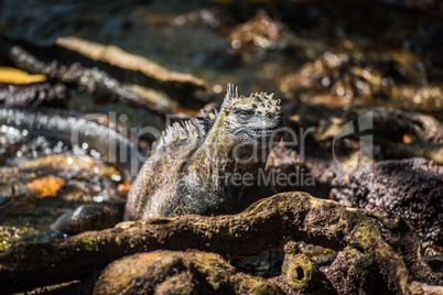 Marine iguana among roots staring at camera