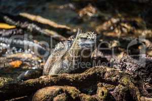 Marine iguana among roots staring at camera