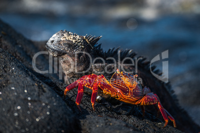 Marine iguana and juvenile Sally Lightfoot crab