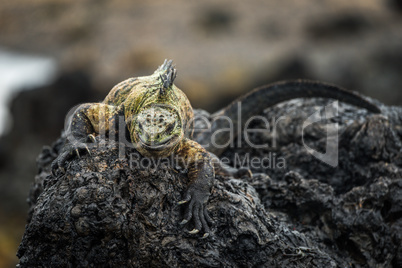 Marine iguana climbing over black volcanic rocks