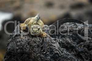 Marine iguana climbing over black volcanic rocks