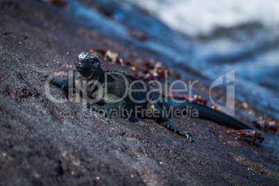 Marine iguana beside several Sally Lightfoot crabs