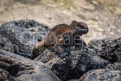 Marine iguana climbing over grey volcanic rock