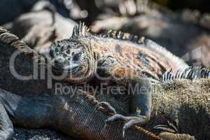 Marine iguana climbing over others in sunshine