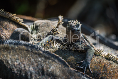 Marine iguana climbing over others in sunlight