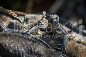 Marine iguana climbing over others in sunlight
