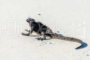 Marine iguana crouched on white sandy beach