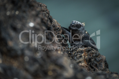 Marine iguana climbing up black volcanic cliff