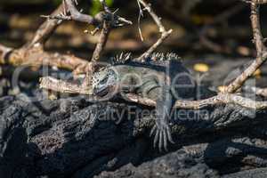 Marine iguana dangling leg over dead branch
