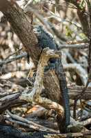 Marine iguana lying asleep on tree trunk
