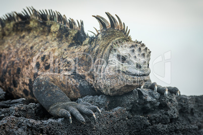 Marine iguana lying on black volcanic rocks