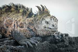 Marine iguana lying on black volcanic rocks