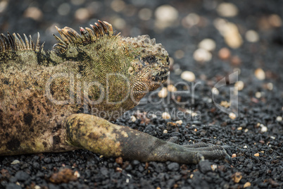 Marine iguana lying on black shingle beach