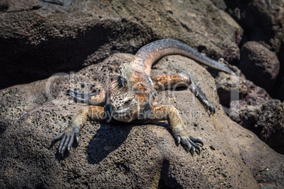 Marine iguana lying on rocks in sunshine