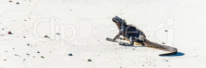 Marine iguana lying on white sandy beach