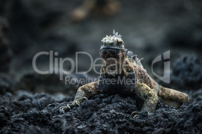 Marine iguana on rocks looking at camera