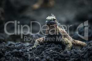 Marine iguana on rocks looking at camera