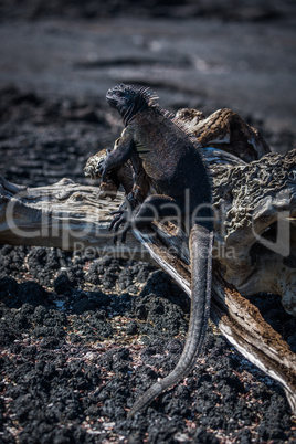 Marine iguana on old log in sunshine
