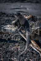 Marine iguana on old log in sunshine