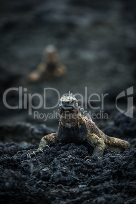 Marine iguana on rocks with another behind