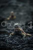 Marine iguana on rocks with another behind